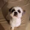 Images de profil de Amandine - Blooming Pets - Petsitting et garde d'animaux à domicile