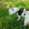 Images de profil de Amandine - Blooming Pets - Petsitting et garde d'animaux à domicile