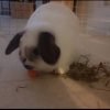 Images de profil de Amandine - Blooming Pets - Petsitting et garde d'animaux à domicile