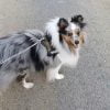 Images de profil de Amandine - Blooming Pets - Petsitting et garde d'animaux à domicile