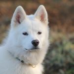 River Mon Chien  Croisé Mâle stérilisé - Garde d'animaux à domicile