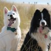 Images de profil de Cindy - Blooming Pets - Petsitting et garde d'animaux à domicile
