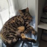 Iorana Mon Chat  Croisé Femelle - Garde d'animaux à domicile