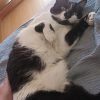 Images de profil de Phébée - Blooming Pets - Petsitting et garde d'animaux à domicile