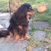 Images de profil de Jade - Blooming Pets - Petsitting et garde d'animaux à domicile