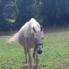 Images de profil de Jade - Blooming Pets - Petsitting et garde d'animaux à domicile