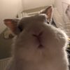 Images de profil de Jade - Blooming Pets - Petsitting et garde d'animaux à domicile
