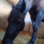 Image de profil de Jade - Blooming Pets - Petsitting et garde d'animaux à domicile