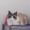 Images de profil de Jade - Blooming Pets - Petsitting et garde d'animaux à domicile