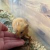 Images de profil de Jade - Blooming Pets - Petsitting et garde d'animaux à domicile