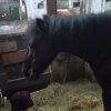Images de profil de Jade - Blooming Pets - Petsitting et garde d'animaux à domicile