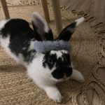 Panache Mon Lapin  Bélier Français Mâle stérilisé - Garde d'animaux à domicile