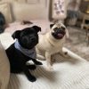 Images de profil de Marine - Blooming Pets - Petsitting et garde d'animaux à domicile