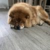 Images de profil de Marine - Blooming Pets - Petsitting et garde d'animaux à domicile