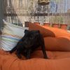 Images de profil de Marine - Blooming Pets - Petsitting et garde d'animaux à domicile