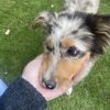Images de profil de Marine - Blooming Pets - Petsitting et garde d'animaux à domicile