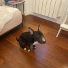Images de profil de Marine - Blooming Pets - Petsitting et garde d'animaux à domicile
