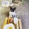 Images de profil de Isabelle - Blooming Pets - Petsitting et garde d'animaux à domicile