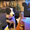 Images de profil de Isabelle - Blooming Pets - Petsitting et garde d'animaux à domicile