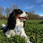 Pop Mon Chien  Cavalier King Charles Spaniel Femelle - Garde d'animaux à domicile