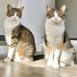 Kiki Kiki Mon Chat Européen Femelle - Garde d'animaux à domicile