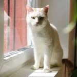 Pompon Pompon Mon Chat Européen Mùle stérilisé - Garde d'animaux à domicile