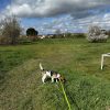 Images de profil de Caroline - Blooming Pets - Petsitting et garde d'animaux à domicile