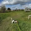 Images de profil de Caroline - Blooming Pets - Petsitting et garde d'animaux Ă domicile