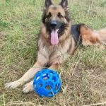 Falco Mon Chien  Berger Allemand Mâle stérilisé - Garde d'animaux à domicile