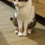 Amélia Mon Chat  Européen Femelle stérilisée - Garde d'animaux à domicile