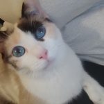 Théa Mon Chat  Européen Femelle stérilisée - Garde d'animaux à domicile
