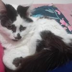 Princesse Mon Chat  Turc de Van Femelle stérilisée - Garde d'animaux à domicile