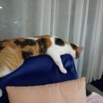 Alba Mon Chat  Chat de gouttière (Commun) Femelle - Garde d'animaux à domicile