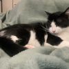 Images de profil de Prisca - Blooming Pets - Petsitting et garde d'animaux à domicile