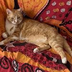 Lego Mon Chat  European Shorthair (Européen) Mâle stérilisé - Garde d'animaux à domicile