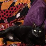 Saphire Mon Chat  Oriental Shorthair Femelle - Garde d'animaux à domicile
