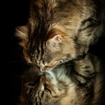 Raven Mon Chat  Européen Femelle stérilisée - Garde d'animaux à domicile