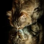 Raven Mon Chat  Européen Femelle stérilisée - Garde d'animaux à domicile