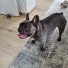 Images de profil de Régine - Blooming Pets - Petsitting et garde d'animaux à domicile