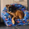 Images de profil de Régine - Blooming Pets - Petsitting et garde d'animaux à domicile