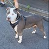 Images de profil de Régine - Blooming Pets - Petsitting et garde d'animaux à domicile