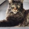 Images de profil de Régine - Blooming Pets - Petsitting et garde d'animaux à domicile