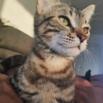 Image de profil de Xavier - Blooming Pets - Petsitting et garde d'animaux à domicile