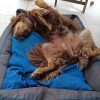 Images de profil de Marie - Blooming Pets - Petsitting et garde d'animaux à domicile
