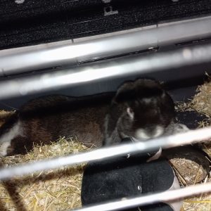 Images de profil de Romain - Blooming Pets - Petsitting et garde d'animaux à domicile