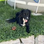 Baloo Mon Chien  Border Collie Mâle - Garde d'animaux à domicile