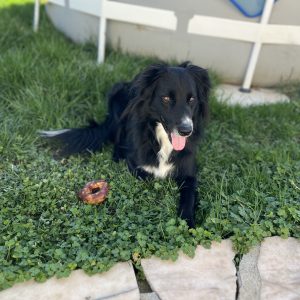 Baloo