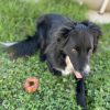 Images de profil de Romane - Blooming Pets - Petsitting et garde d'animaux à domicile