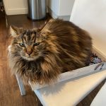 Gaïa Mon Chat  Norvégien Femelle - Garde d'animaux à domicile