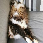 Ganesh Mon Chat  Norvégien Mâle stérilisé - Garde d'animaux à domicile